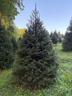 7' 7" Choose and Cut Norway Spruce, 55" Base