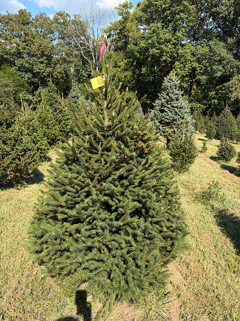 6' 6" Ball and Burlap Norway Spruce, 50" Base
