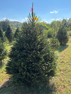 6' 6" Ball and Burlap Norway Spruce, 50" Base