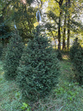7' 2" Choose and Cut Norway Spruce, 43" Base
