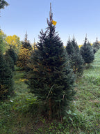 7' 2" Choose and Cut Norway Spruce, 43" Base
