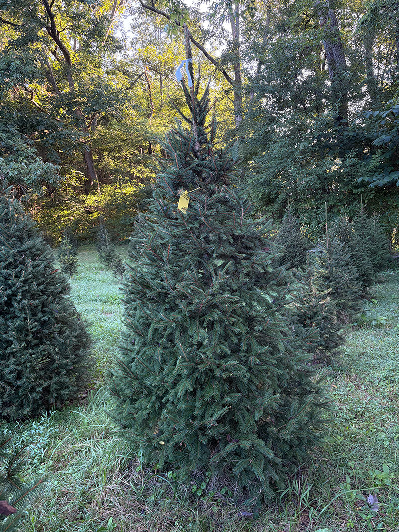 7' 7" Choose and Cut Norway Spruce, 48" Base