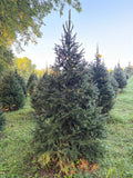 7' 7" Choose and Cut Norway Spruce, 48" Base