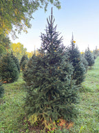 7' 7" Choose and Cut Norway Spruce, 48" Base