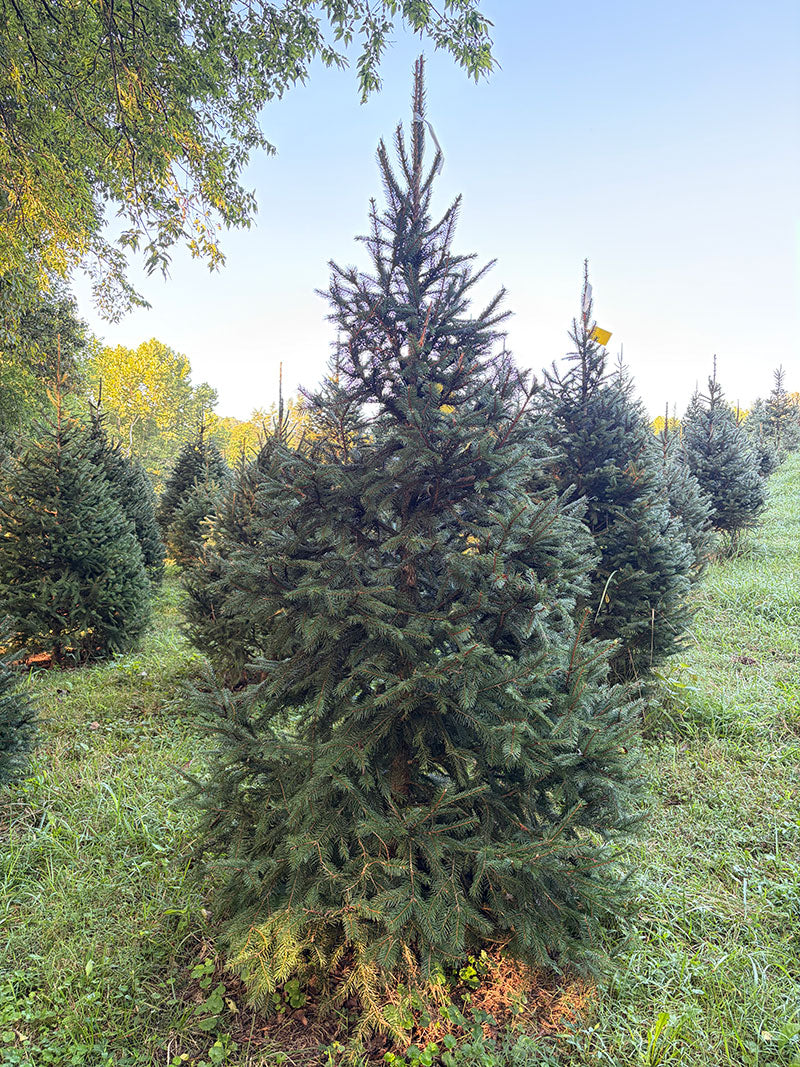 7' 7" Choose and Cut Norway Spruce, 48" Base