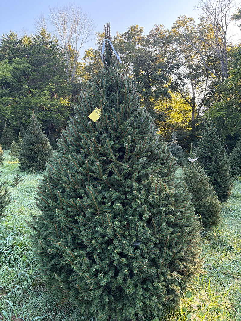 7' 10" Choose and Cut Norway Spruce, 59" Base