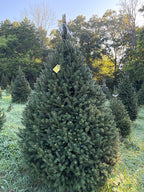 7' 10" Choose and Cut Norway Spruce, 59" Base
