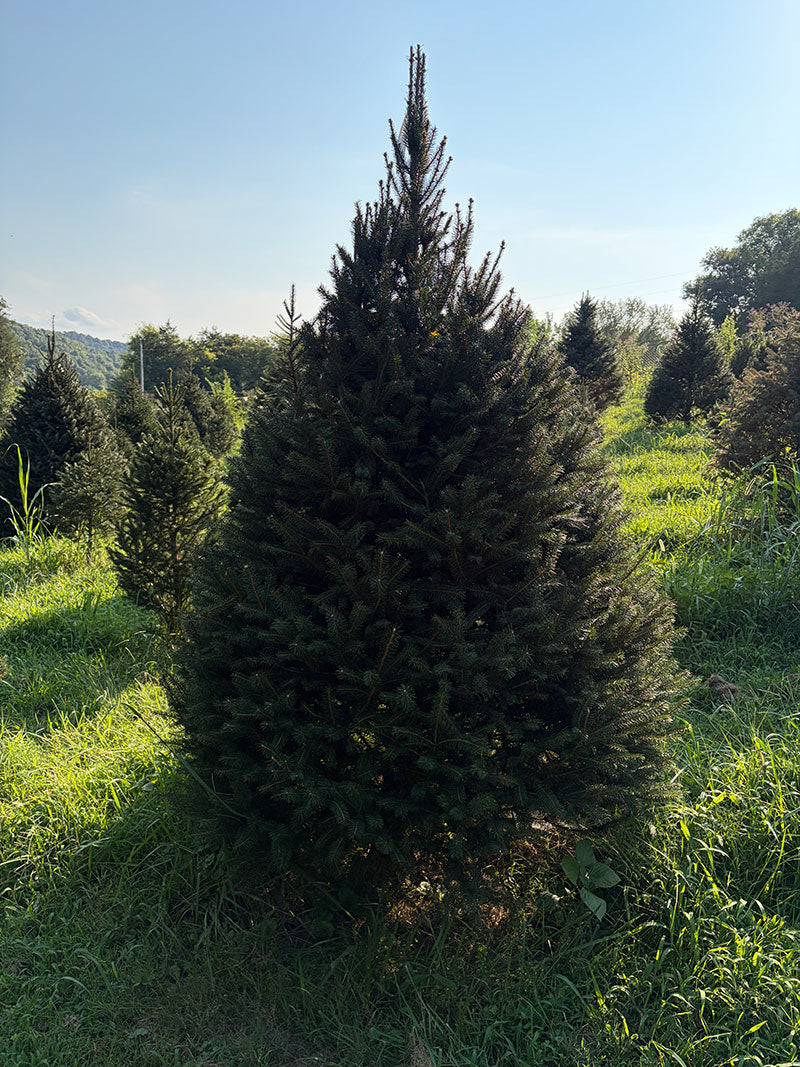 7' 10" Choose and Cut Norway Spruce, 59" Base