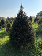 7' 10" Choose and Cut Norway Spruce, 59" Base