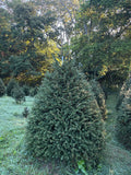 8' 1" Choose and Cut Norway Spruce, 57" Base