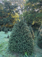 8' 1" Choose and Cut Norway Spruce, 57" Base