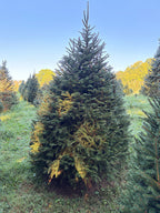 8' 1" Choose and Cut Norway Spruce, 57" Base
