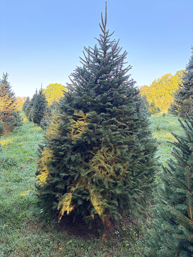 8' 1" Choose and Cut Norway Spruce, 57" Base