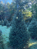 7' 7" Choose and Cut Norway Spruce, 45" Base