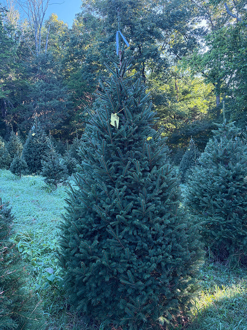7' 7" Choose and Cut Norway Spruce, 45" Base
