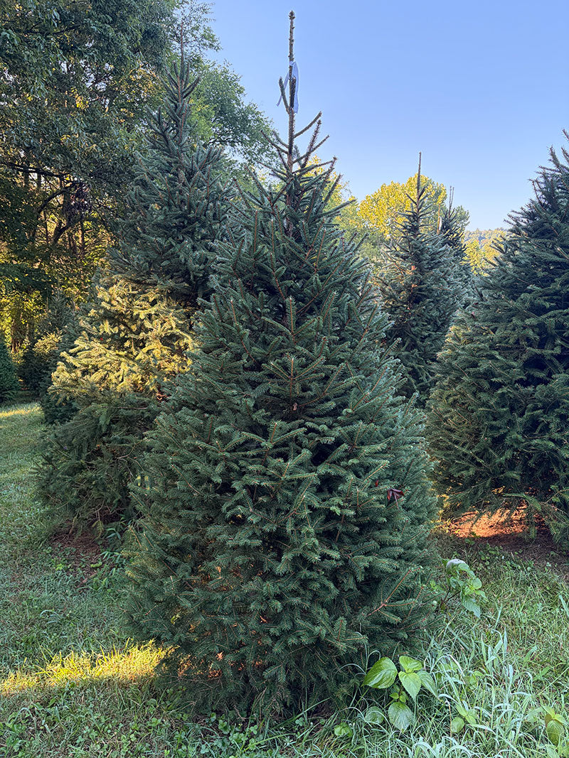 7' 7" Choose and Cut Norway Spruce, 45" Base