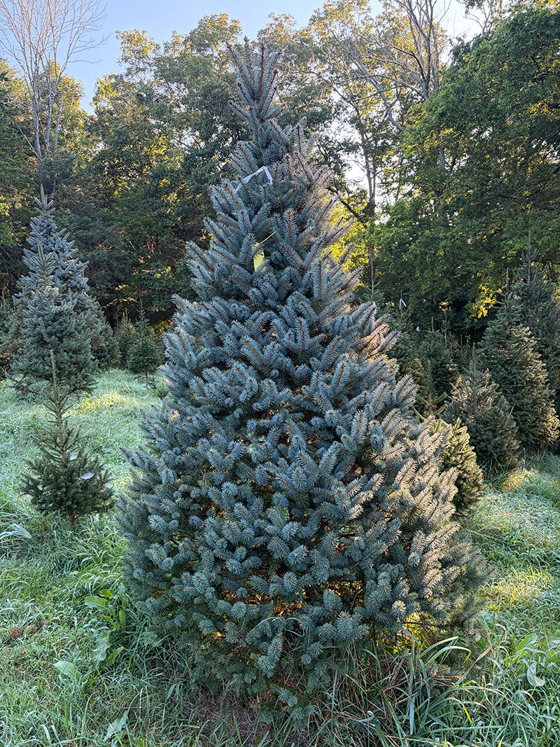 7' 10" Choose and Cut Colorado Blue Spruce, 59" Base