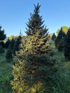 7' 10" Choose and Cut Colorado Blue Spruce, 59" Base