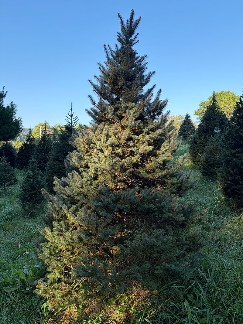 7' 10" Choose and Cut Colorado Blue Spruce, 59" Base