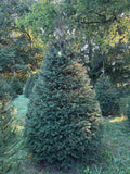 8' 7" Choose and Cut Norway Spruce, 61" Base