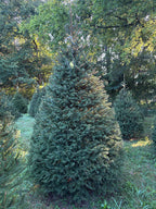 8' 7" Choose and Cut Norway Spruce, 61" Base