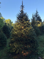 8' 7" Choose and Cut Norway Spruce, 61" Base