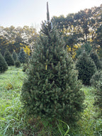 7' 10" Choose and Cut Norway Spruce, 55" Base