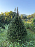 7' 10" Choose and Cut Norway Spruce, 55" Base