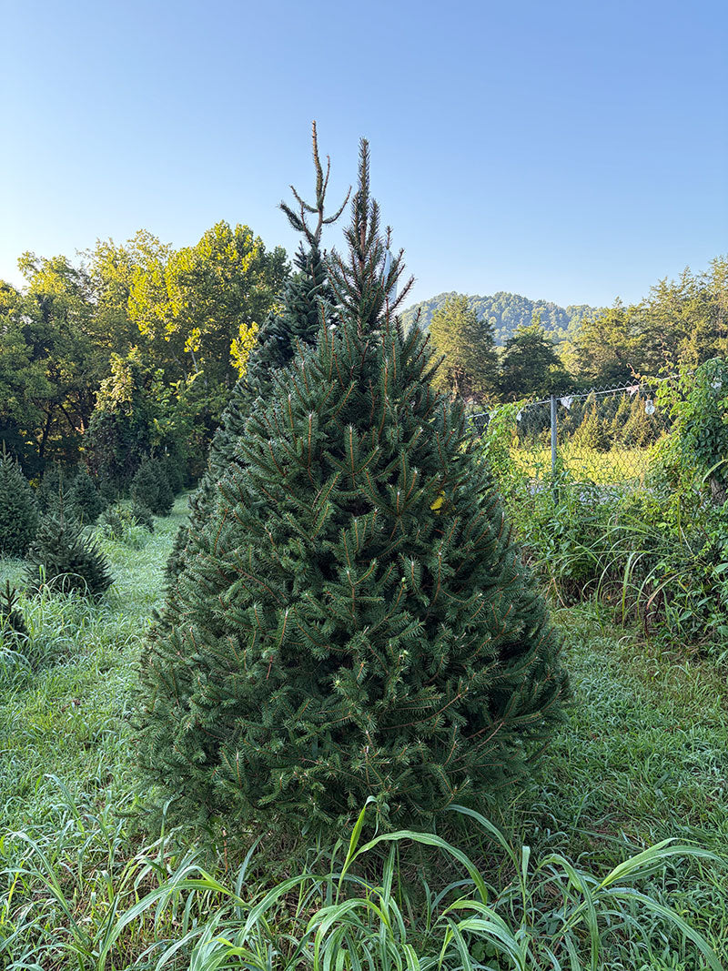 7' 10" Choose and Cut Norway Spruce, 55" Base