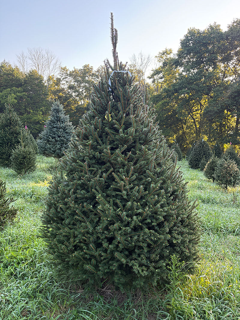 8' 2" Choose and Cut Norway Spruce, 56" Base