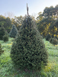 8' 2" Choose and Cut Norway Spruce, 56" Base