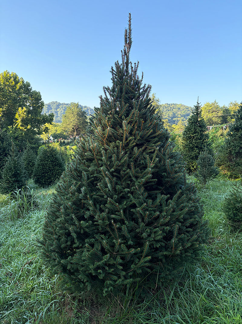 8' 2" Choose and Cut Norway Spruce, 56" Base