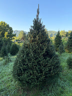 8' 2" Choose and Cut Norway Spruce, 56" Base