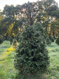 7' 9" Choose and Cut Norway Spruce, 47" Base