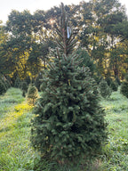 7' 9" Choose and Cut Norway Spruce, 47" Base