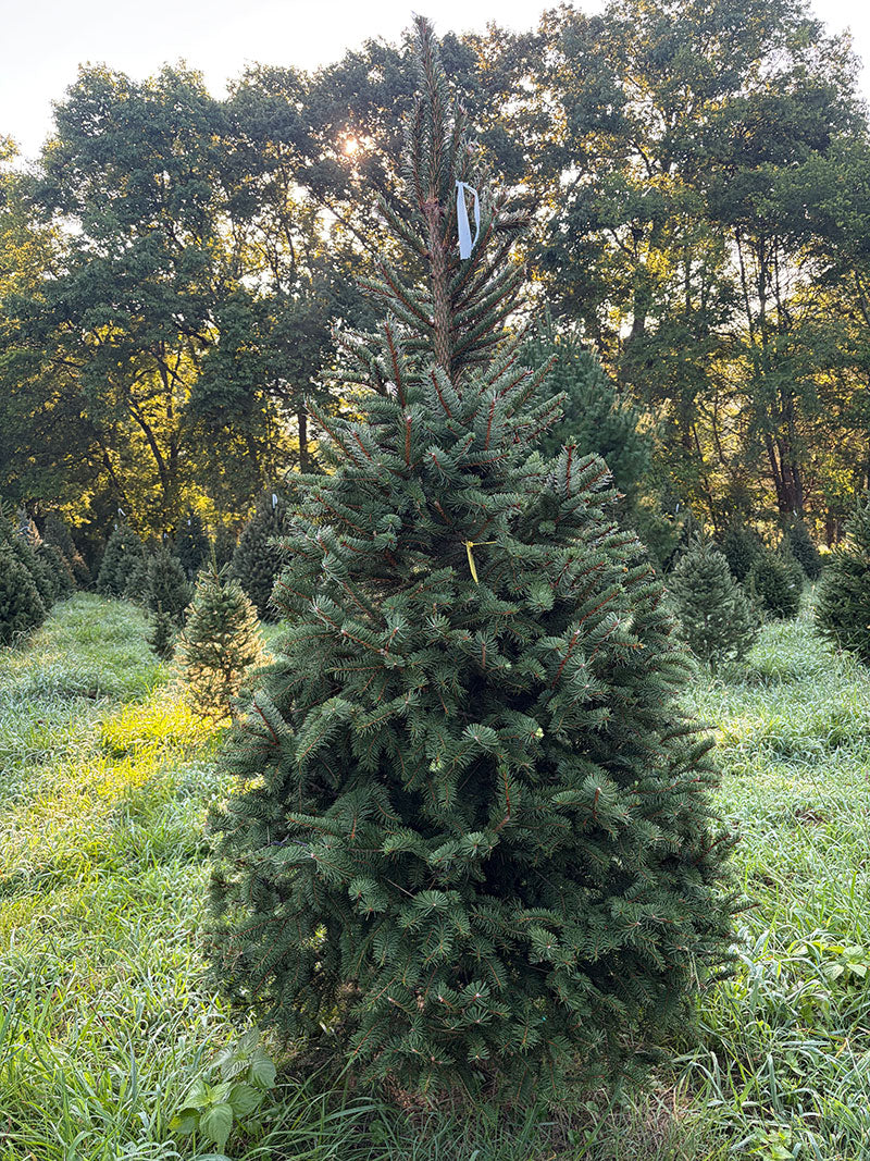 7' 9" Choose and Cut Norway Spruce, 47" Base
