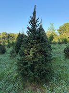 7' 9" Choose and Cut Norway Spruce, 47" Base