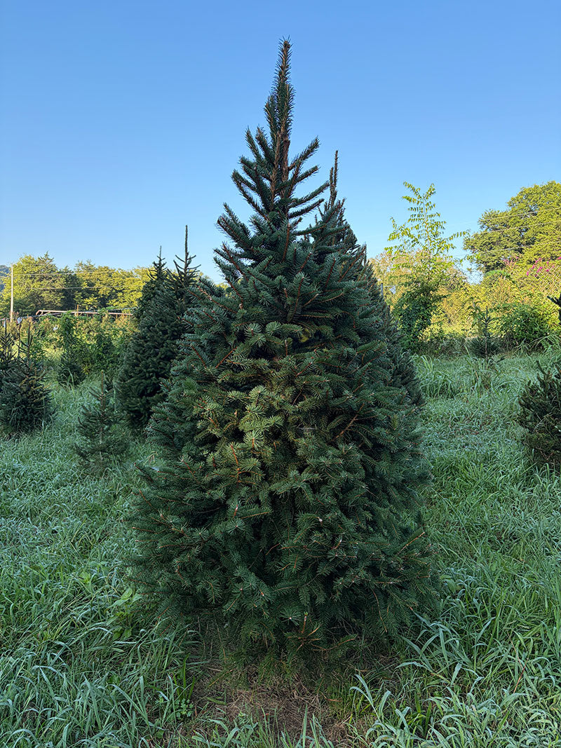 7' 9" Choose and Cut Norway Spruce, 47" Base