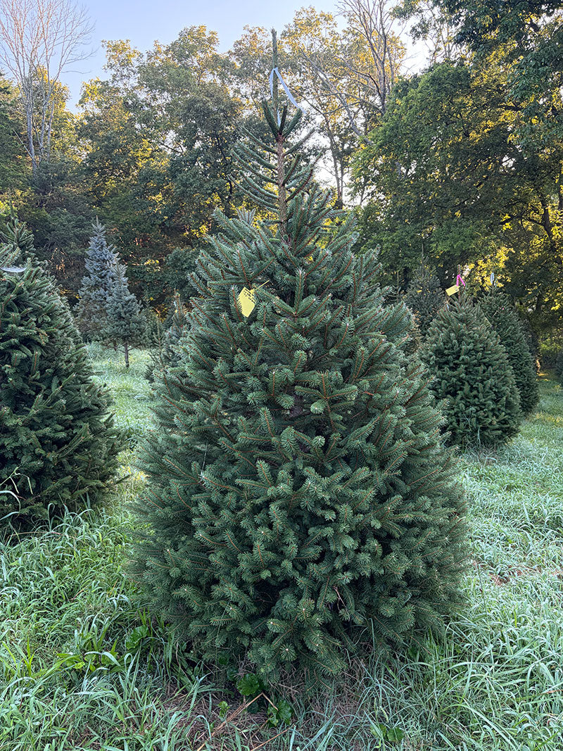 7' 5" Choose and Cut Norway Spruce, 53" Base