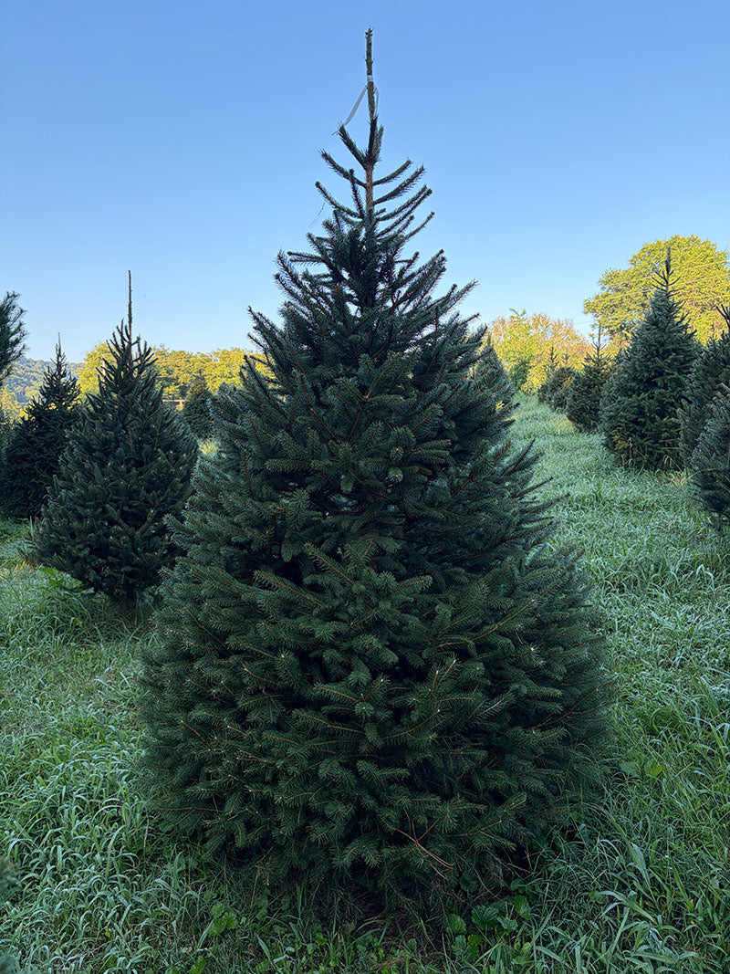 7' 5" Choose and Cut Norway Spruce, 53" Base