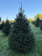 7' 5" Choose and Cut Norway Spruce, 53" Base