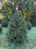 6' 1" Ball and Burlap Norway Spruce, 48" Base