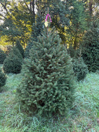 6' 1" Ball and Burlap Norway Spruce, 48" Base