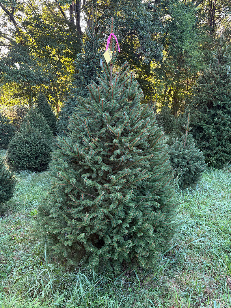 6' 1" Ball and Burlap Norway Spruce, 48" Base