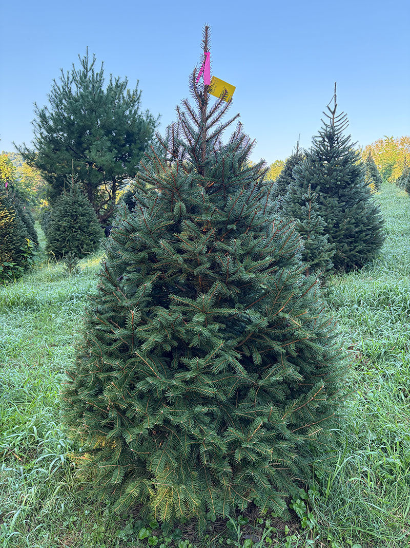 6' 1" Ball and Burlap Norway Spruce, 48" Base