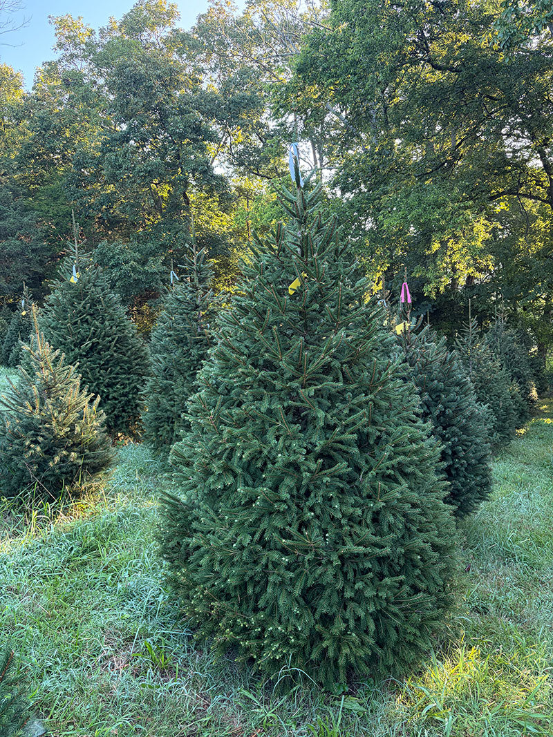 7' 9" Choose and Cut Norway Spruce, 57" Base