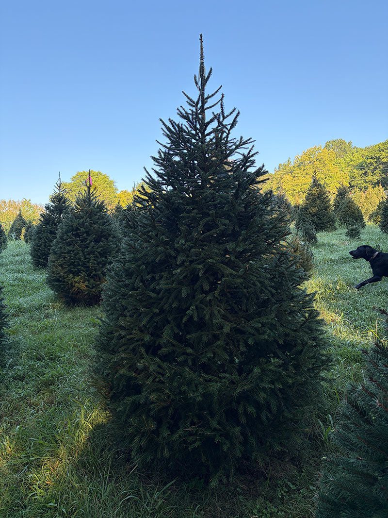 7' 9" Choose and Cut Norway Spruce, 57" Base