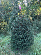 6' 6" Ball and Burlap Norway Spruce, 48" Base