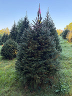 6' 6" Ball and Burlap Norway Spruce, 48" Base