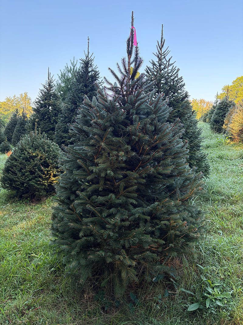 6' 6" Ball and Burlap Norway Spruce, 48" Base